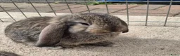 French Lop rabbits for sale: 10 beautiful show quality french lop kits  - Advert 2