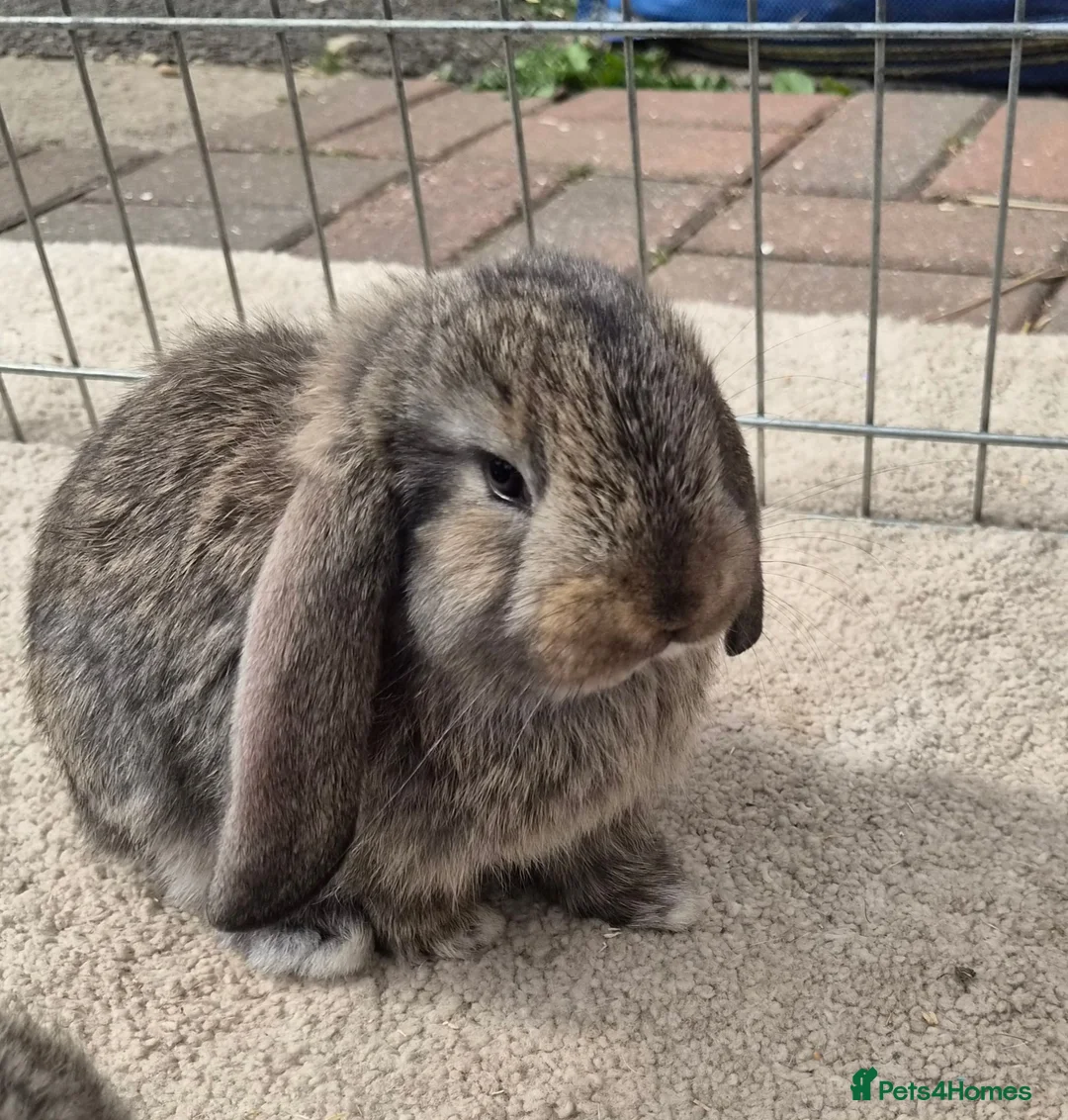 French Lop rabbits for sale: 10 beautiful show quality french lop kits  - Advert 2