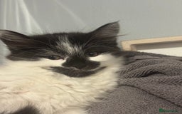 Mixed Breed cats for sale: Long haired girl fluffy Kittens  - Image 21