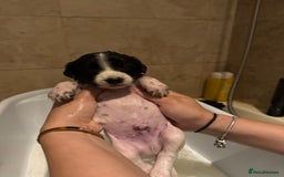 Sprollie dogs for sale: Litter of 9 sprollie pups available! in Preston - Image 25