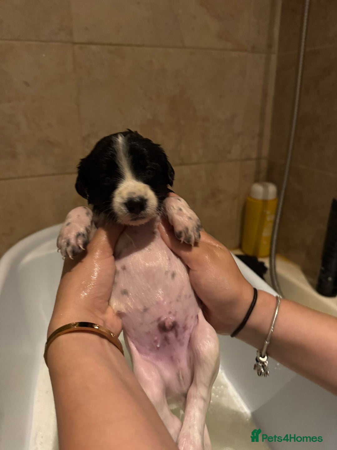 Sprollie dogs for sale: Litter of 9 sprollie pups available! in Preston - Image 25