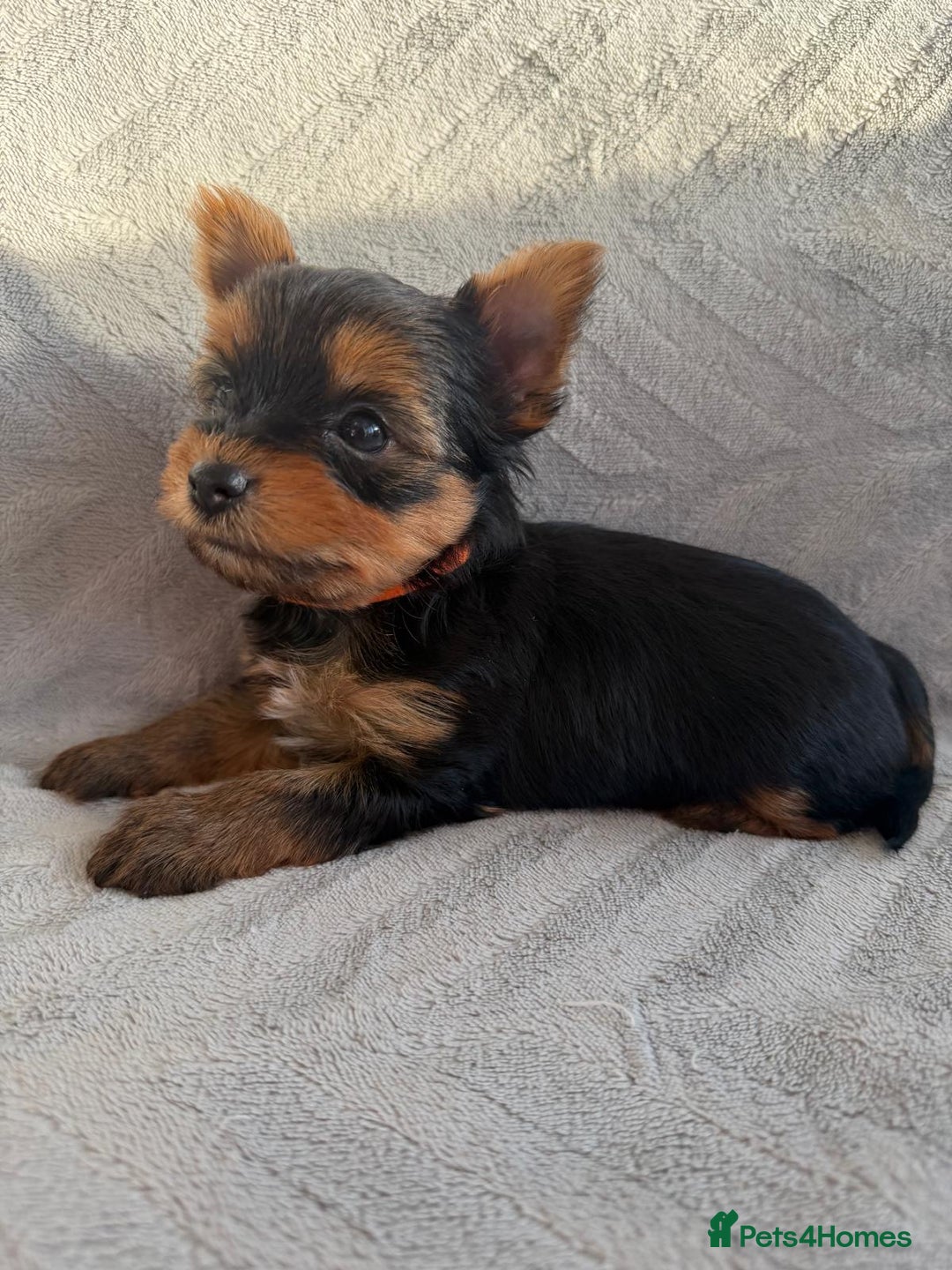 Yorkshire Terrier dogs for sale: Yorkshire Terrier puppies looking for new homes  - Advert 12