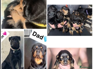 Rottweiler dogs - Advert 1