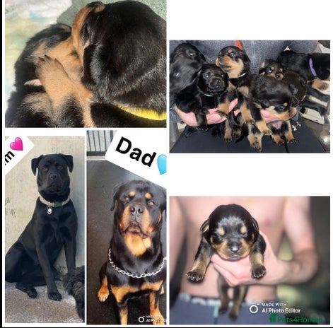 Rottweiler dogs - Advert 1