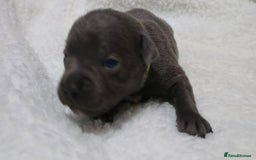Staffordshire Bull Terrier dogs for sale:  Blue Staffy puppies for sale KC REGISTERED  - Image 10