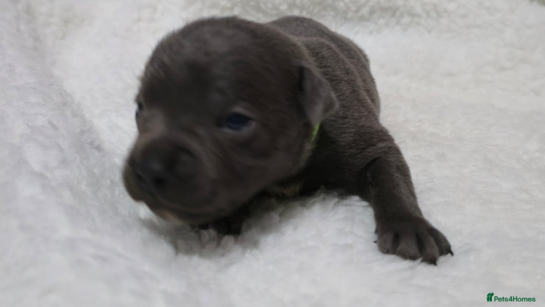 Staffordshire Bull Terrier dogs for sale:  Blue Staffy puppies for sale KC REGISTERED  - Image 10