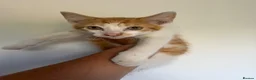 Mixed Breed cats for sale: Mixed breed stunning kittens - Advert 2