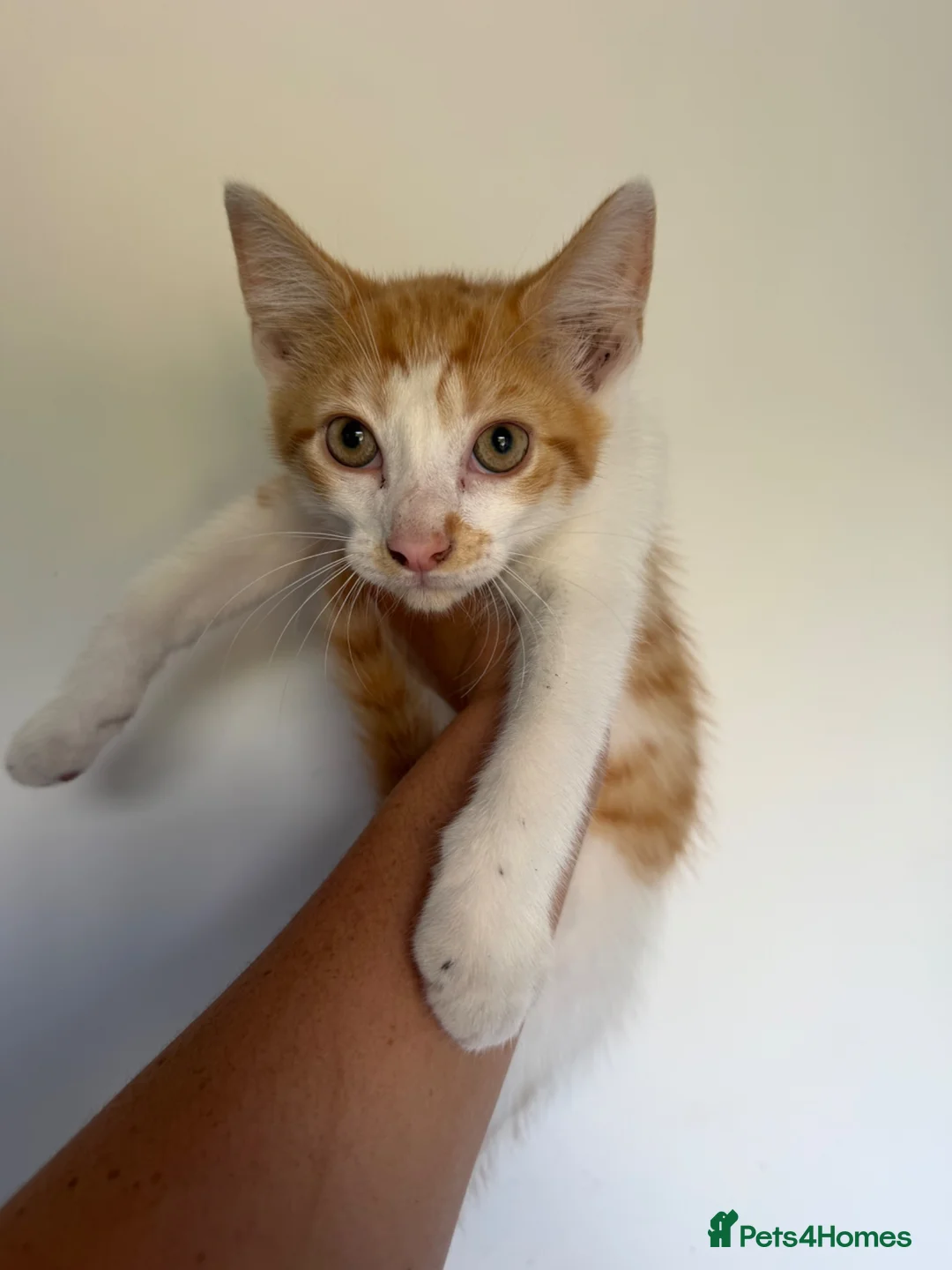 Mixed Breed cats for sale: Mixed breed stunning kittens - Advert 2