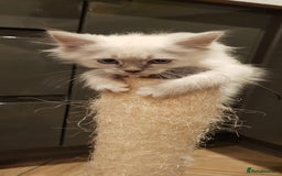 Siberian cats for sale: Hypoallergenic Siberian Neva Masquerade kitten - Image 6