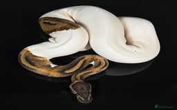 Python Snake reptiles for sale: Royal pythons/ball pythons  - Image 18