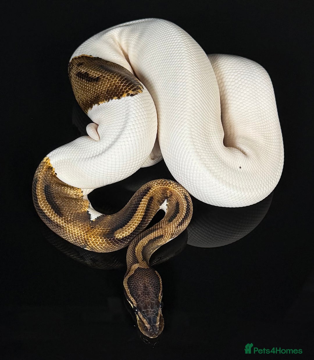 Python Snake reptiles for sale: Royal pythons/ball pythons  - Image 18