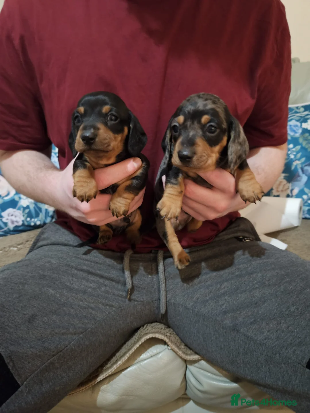 Miniature Dachshund dogs for sale: Stunning miniature dachshund puppies  - Advert 5