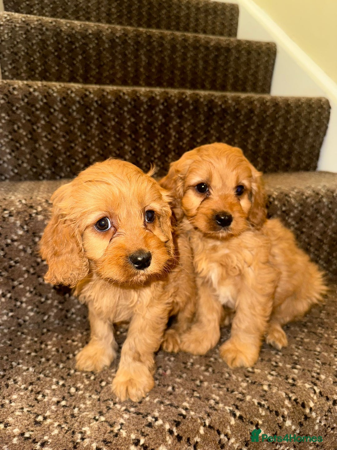Cavapoo dogs for sale: Cavapoo Puppies - Advert 2