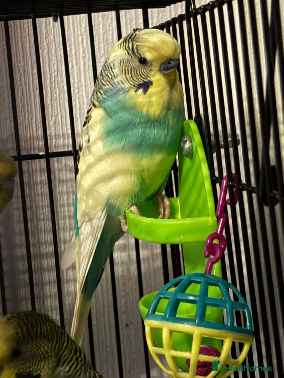 Budgerigars birds for sale: Budgies  - Advert 6