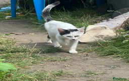 British Shorthair cats for sale: Snowy - Image 2