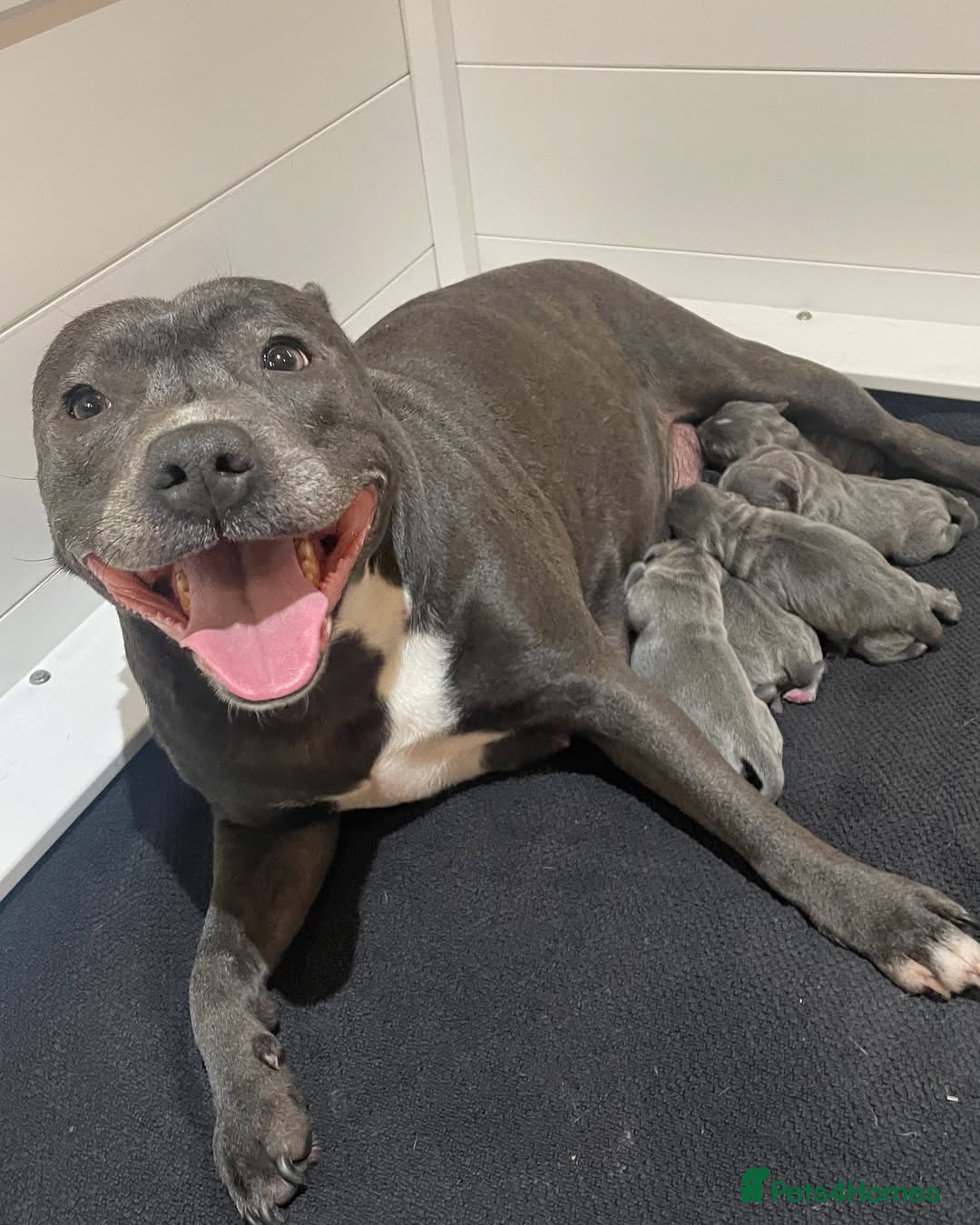 Staffordshire Bull Terrier dogs Beautiful Blue Staffordshire Bull Terrier Puppies - Advert 1
