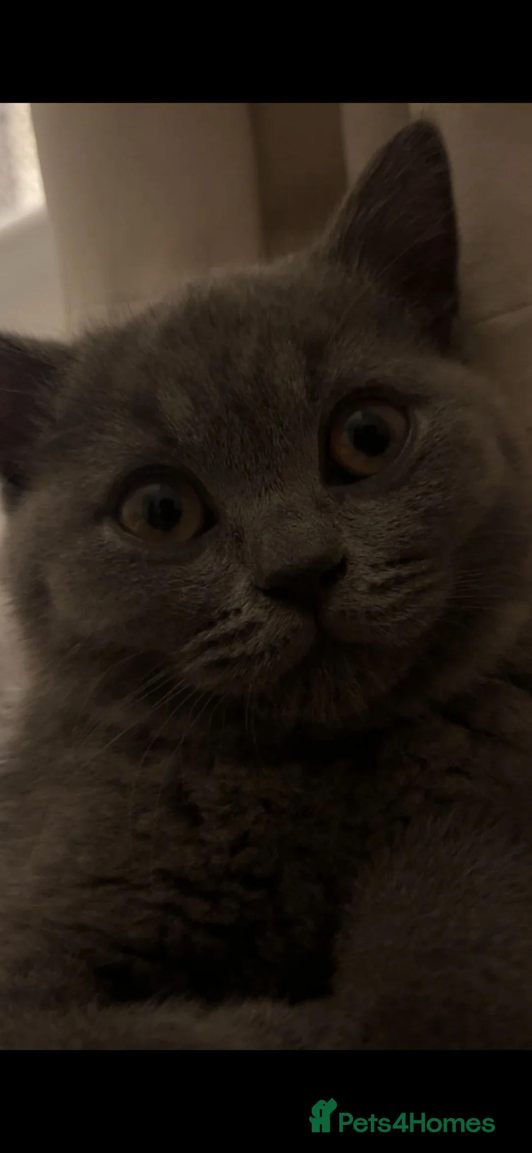 British Shorthair cats for sale: British shorthair kitten  - Advert 2