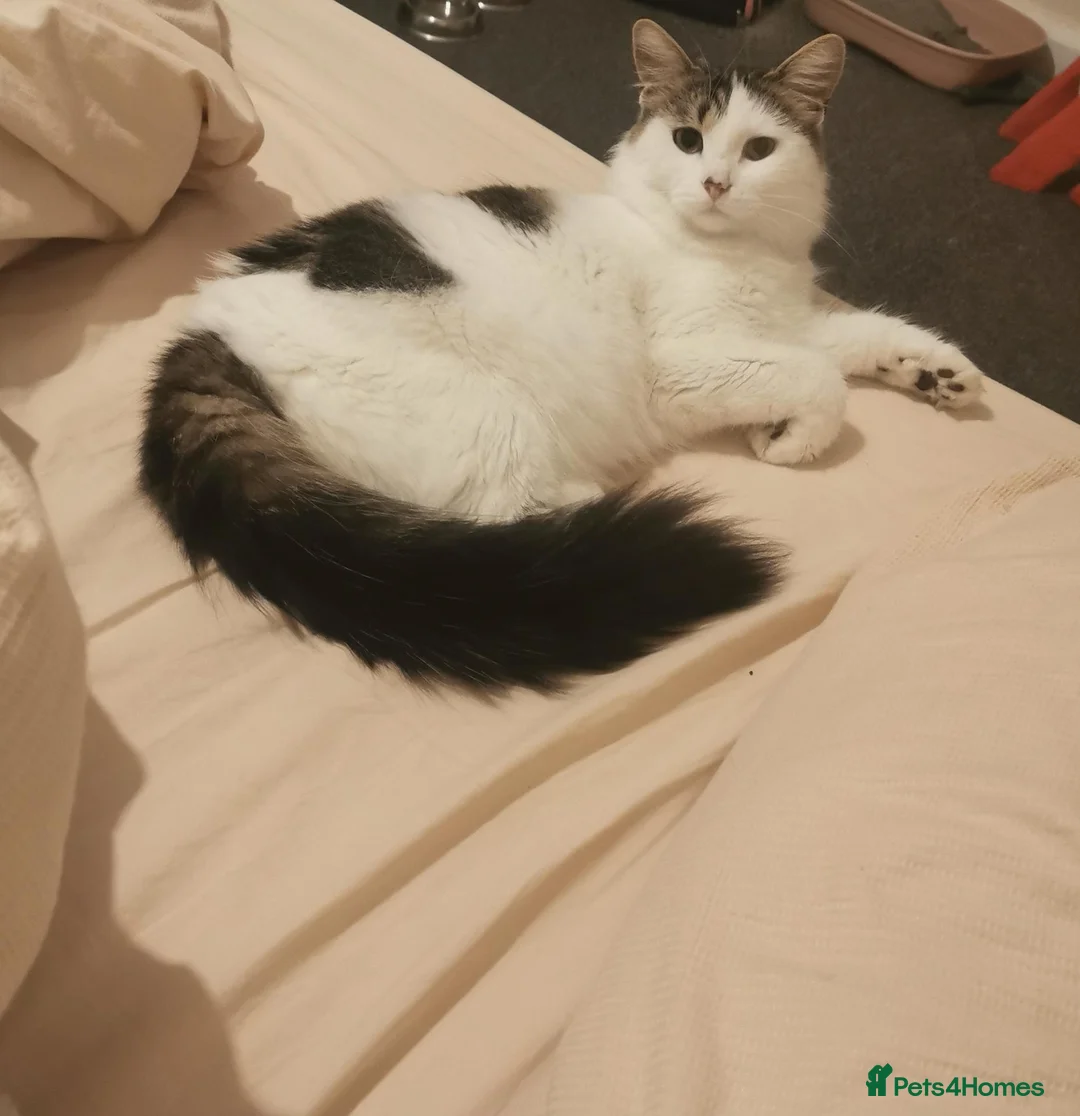 Norwegian Forest Cat cats for sale: For sale// Ready for collection - Advert 1
