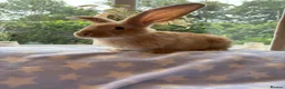 Continental Giant rabbits for sale: Continental Giant baby bunnies  - Advert 11