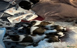 Lhasa Apso dogs for sale: Adorable babies  - Image 7