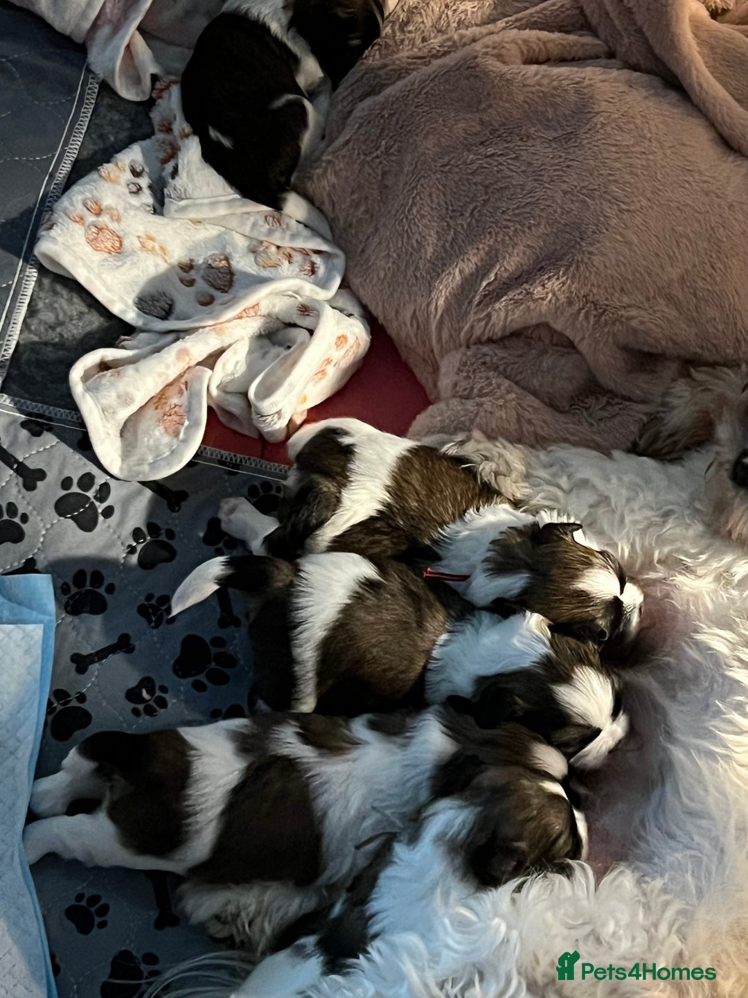 Lhasa Apso dogs for sale: Adorable babies  - Image 7