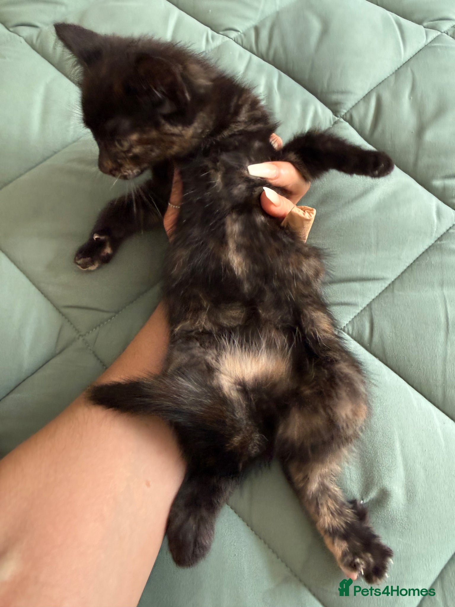 Mixed Breed cats Kittens for sale READY NOW - Advert 2