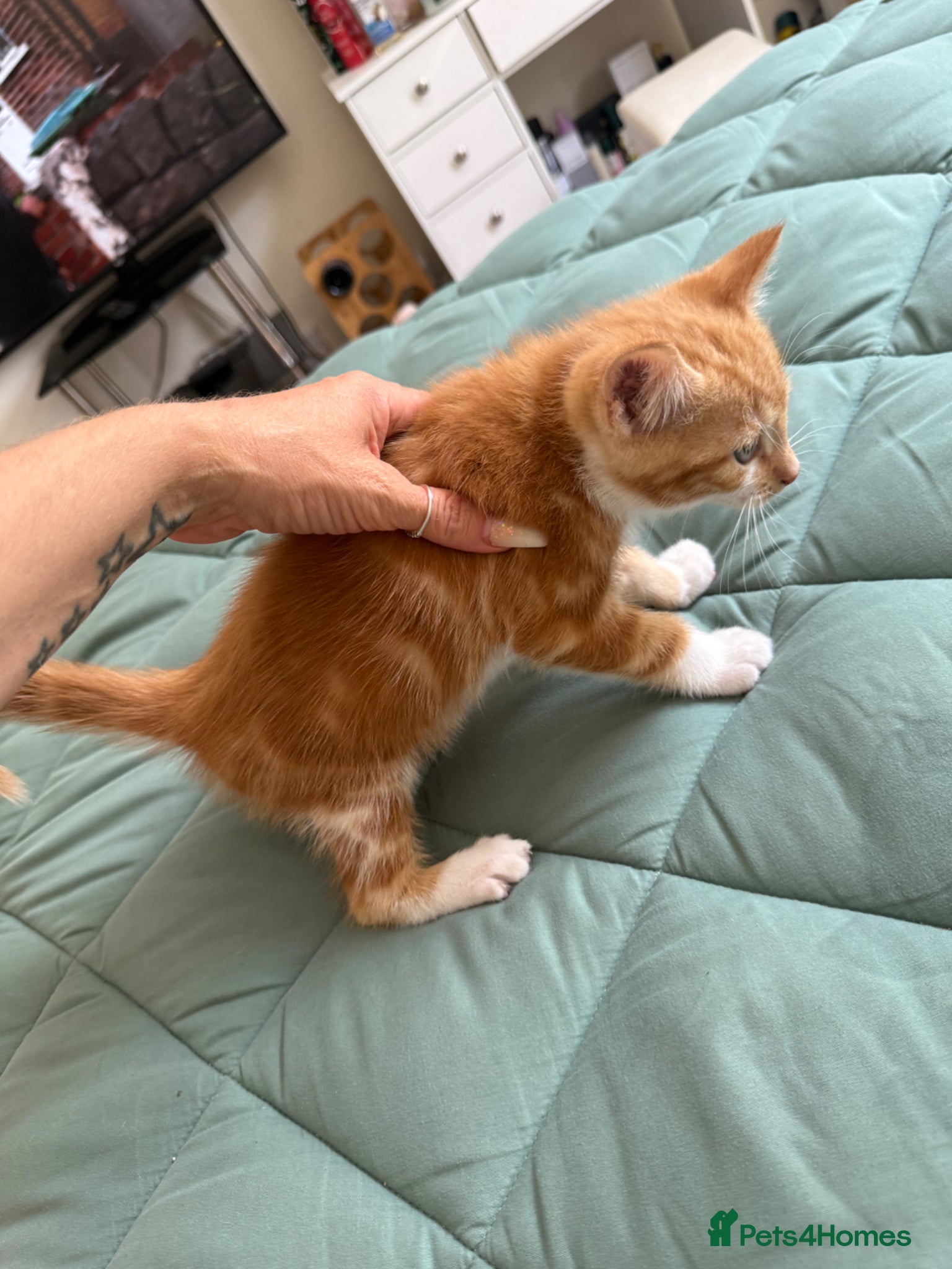 Mixed Breed cats for sale: Kittens for sale READY NOW in Brandon - Advert 17