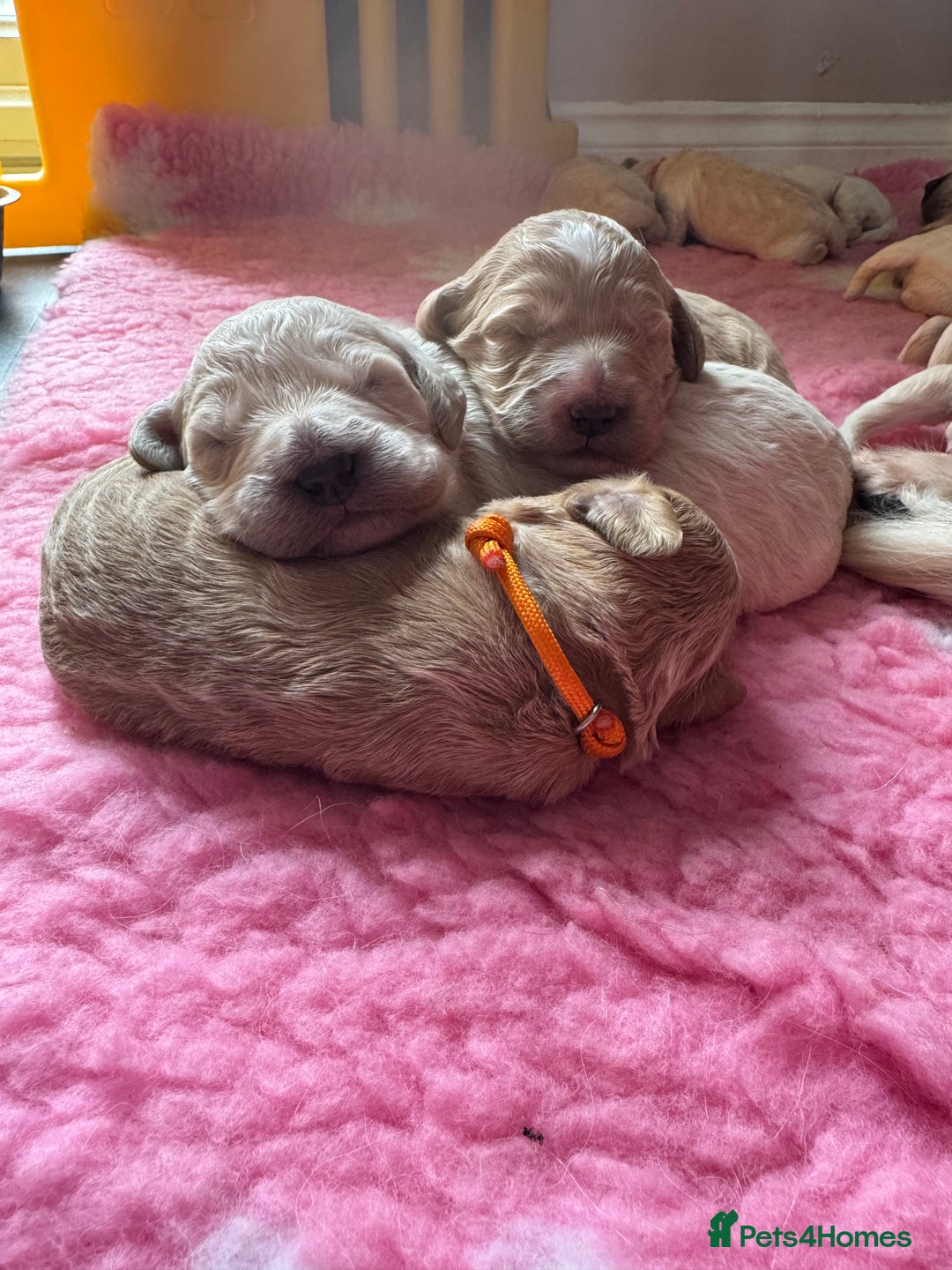 Mini Goldendoodle dogs for sale: Stunning F1 Mini Goldendoodles  - Image 2