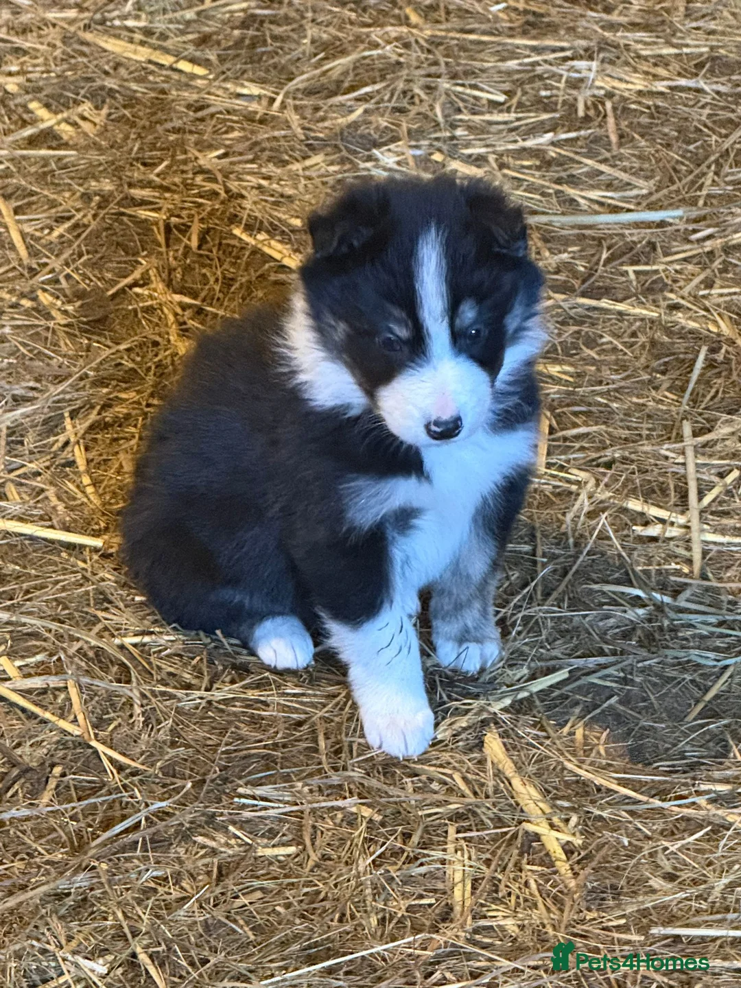 Border Collie dogs for sale: Border Collie Pups ❤️ - Advert 18