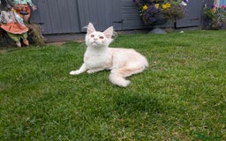 Maine Coon cats for sale: Maine coons 1 Boy left ready now - Image 31