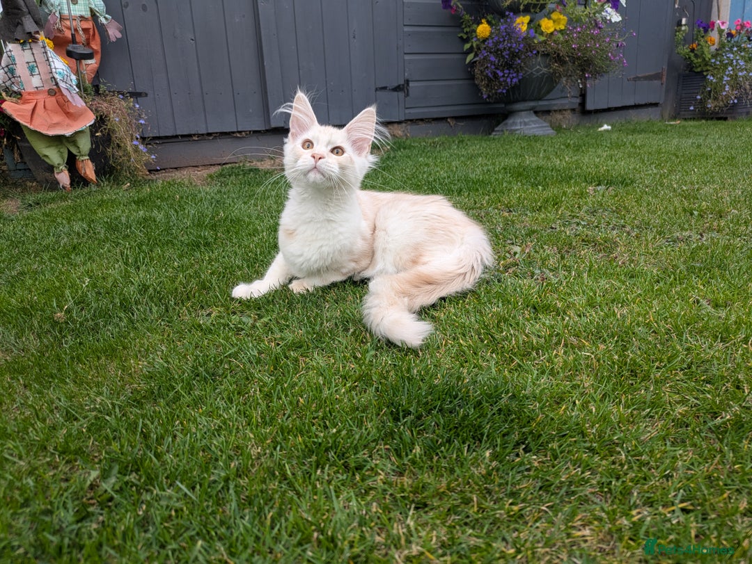 Maine Coon cats for sale: Maine coons 1 Boy left ready now - Image 31