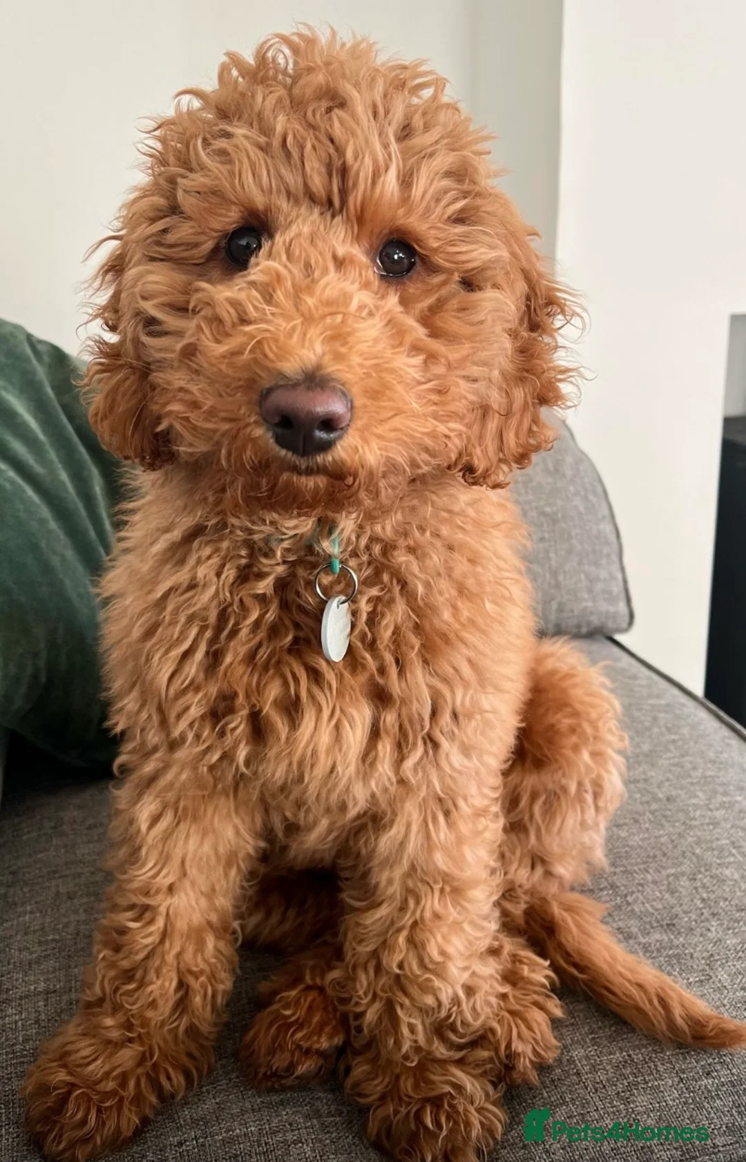 Labradoodle dogs for sale: Gorgeous miniature labradoodles - Advert 6