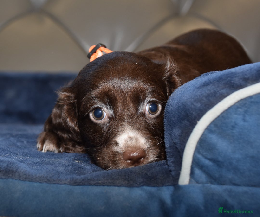 Cocker Spaniel dogs for sale: Kc Reg Health Tested Cocker Spaniel Puppies - Advert 22