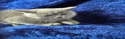 British Shorthair cats for sale: Champion pedigree bsh kittens cinnamon and lilac  - Advert 10