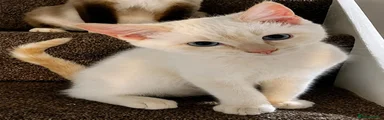 Rare Cream Point Applehead Siamese