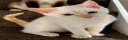 Siamese cats for sale: 3 Stunning Traditional Applehead Siamese Kittens - Advert 7