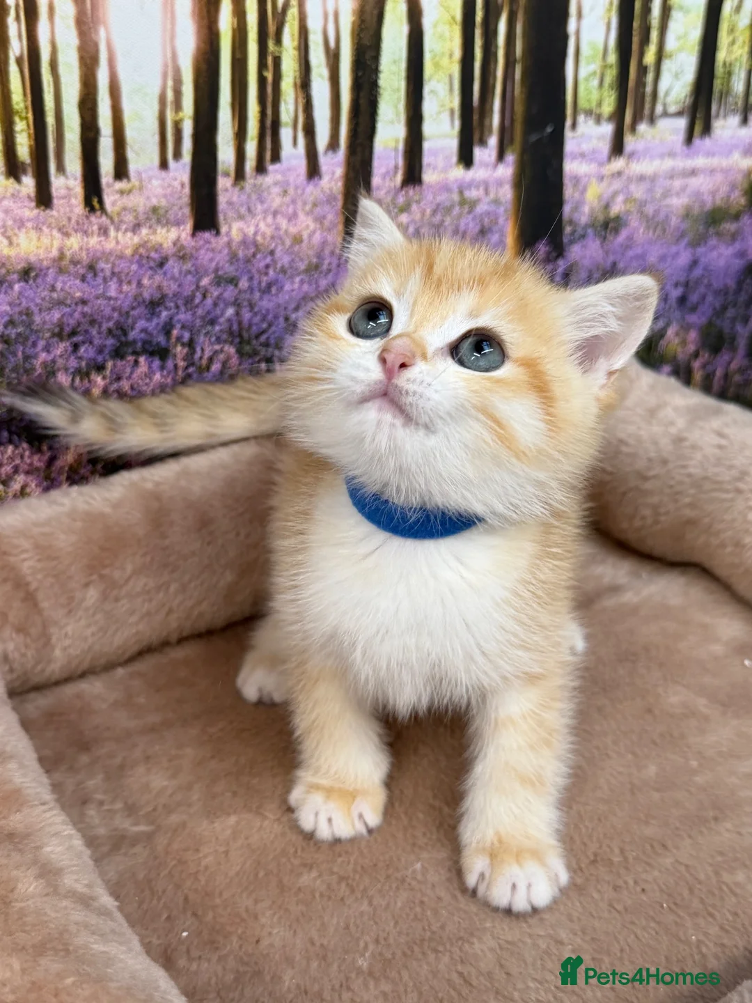 British Shorthair cats for sale: British shorthair golden kittens TICA - Advert 2