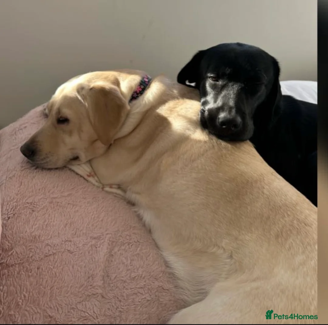 Goldador dogs for sale: Beautiful Goldador Pups  - Advert 16