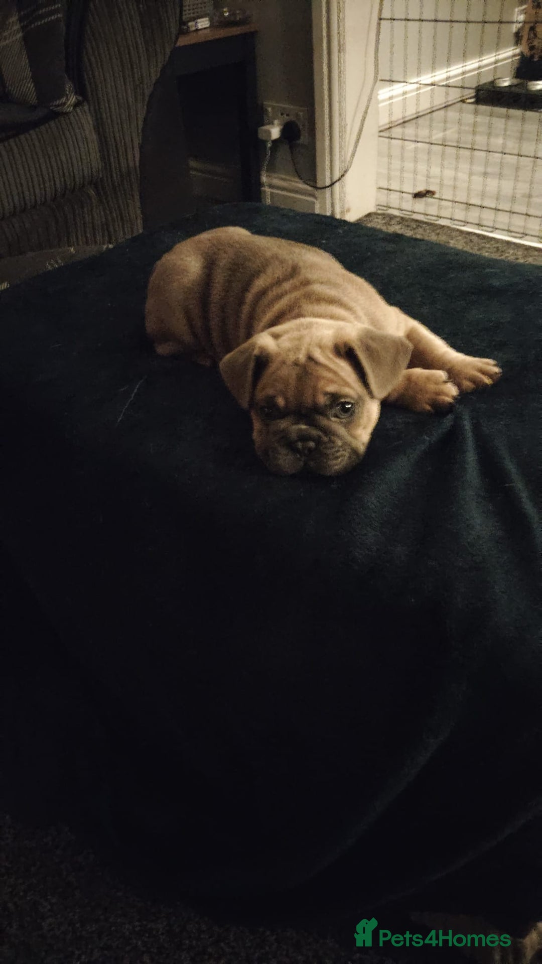 French Bulldog dogs for sale: French bulldogs - Advert 5