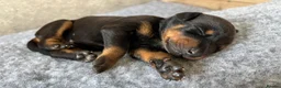 Dobermann dogs for sale: Outstanding Quality Dobermann puppies, KC REG - Advert 27