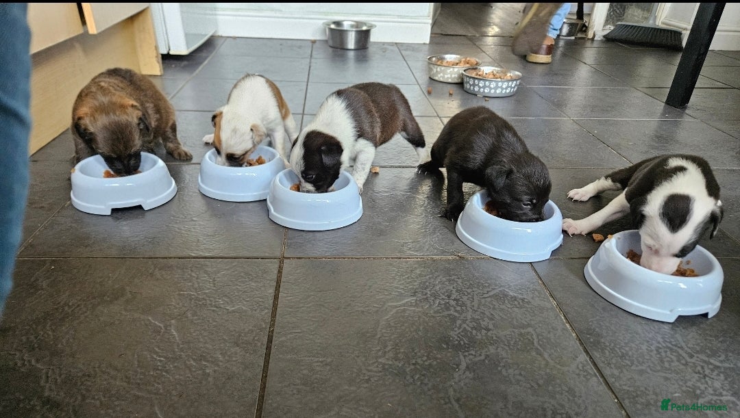 Mixed Breed dogs for sale: 5 Collie x whippet puppies - Image 2