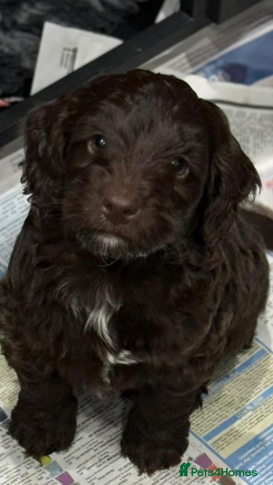 Cockapoo dogs F1 Cockapoo’s - Advert 10