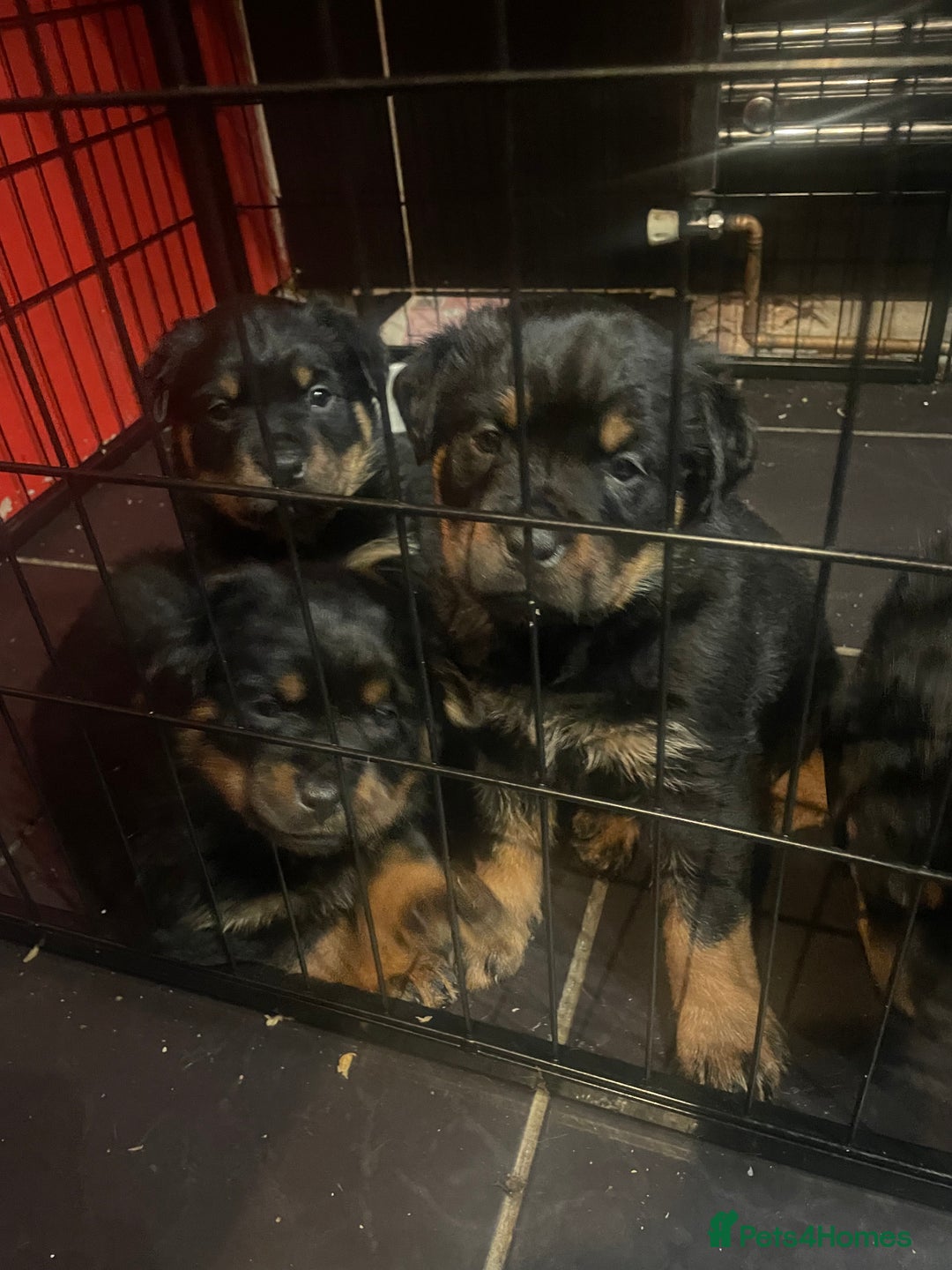 Rottweiler dogs for sale: Rottweiler x Rottweiler Akita  - Advert 9