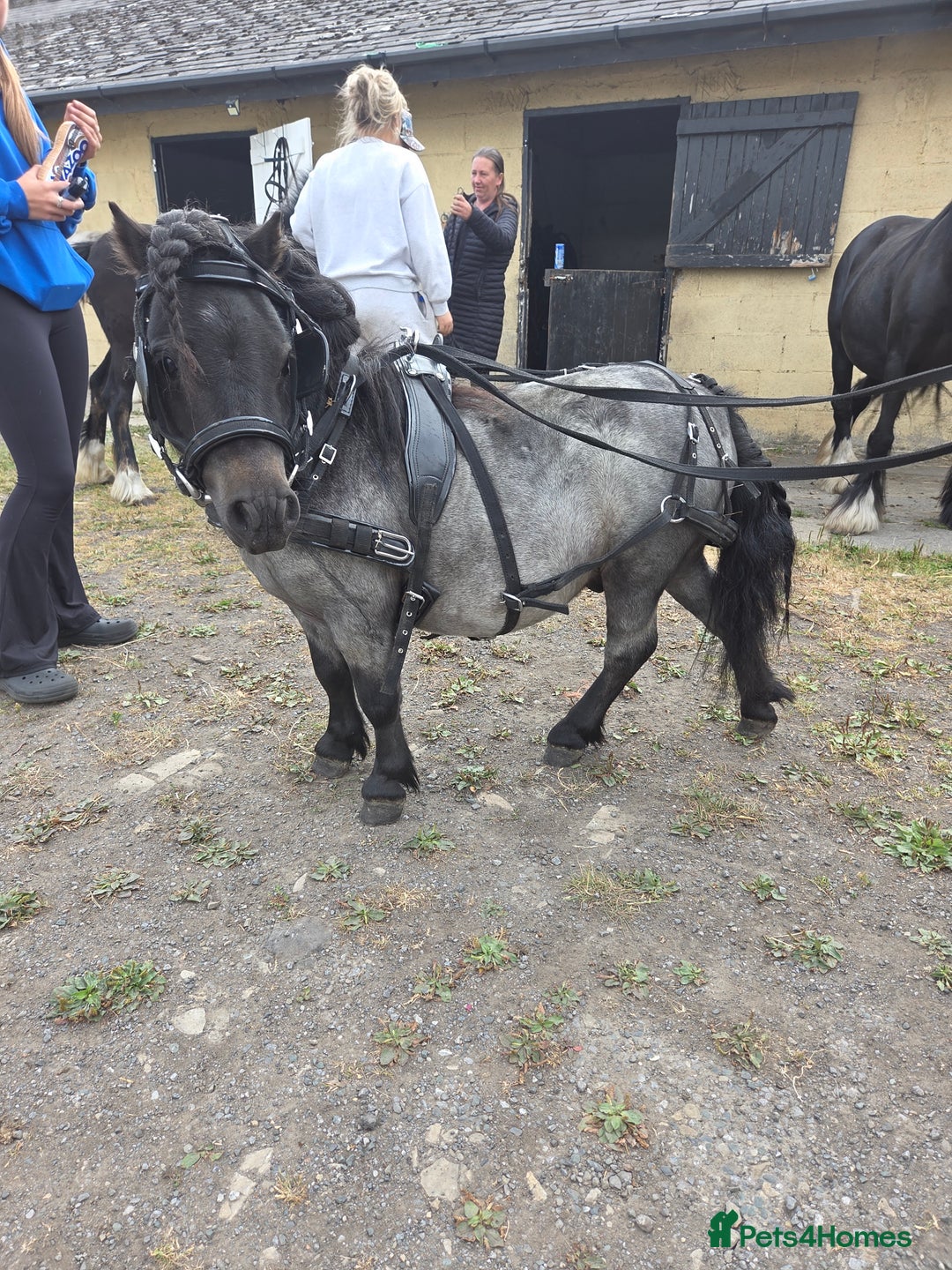 Shetland pony horses for sale: Beautiful 7,2h Mini shetland Gelding  - Image 8