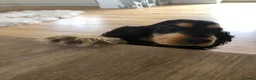 Cocker Spaniel dogs for sale: Unbelievable pure KC reg Show cocker puppies - Advert 7