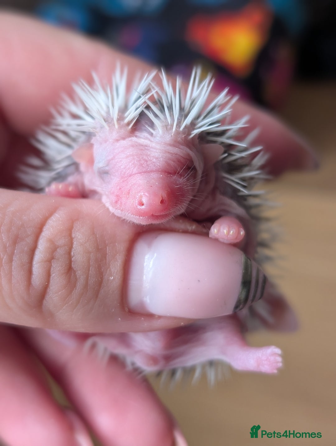 Pygmy Hedgehog rodents for sale: Gorgeous APH hedgehogs  - Image 3