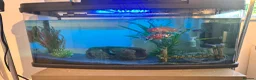 Goldfish fish for sale: 2 x goldfish for adoption with free tank - Advert 4