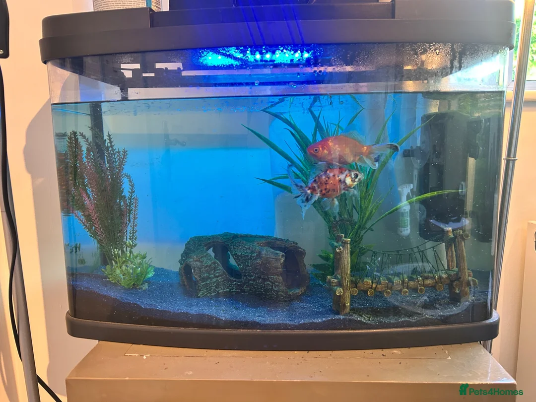 Goldfish fish for sale: 2 x goldfish for adoption with free tank - Advert 4