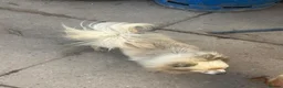 Chihuahua dogs for sale: Male creme longfur chihuahua and jackrusselterrier - Advert 10