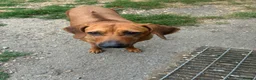Rhodesian Ridgeback dogs for sale: Beautiful Rhodesian Ridgeback Puppies  - Advert 3